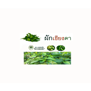 ผักเชียงดาอัดเม็ด นายประเสริฐ ผงผักเชียงดาบรรจุแคปซูล ชนิด ห่อ 50 และ 100 แคปซูล
