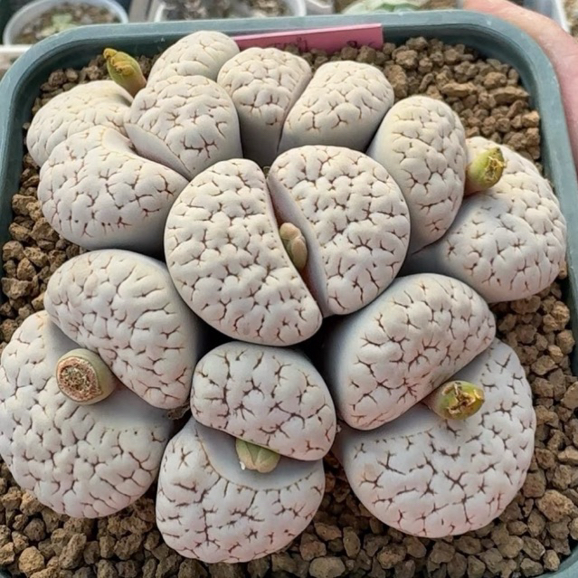 🌷Lithops Conophytum Haworthia Cactus ไม้อวบน้ำทุกชนิด ไม้โขด ไม้เเปลก ไม้หายาก🌿