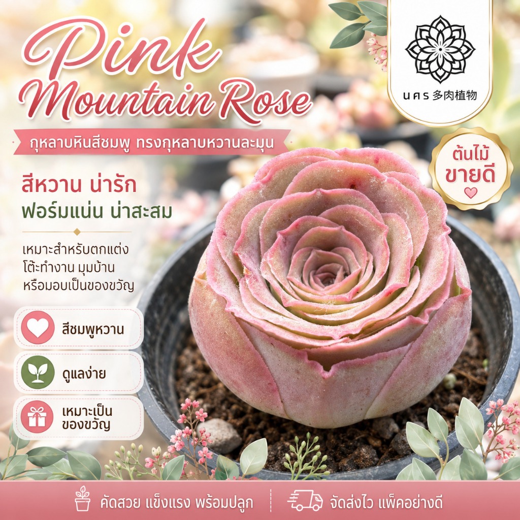 พรีออเดอร์ กุหลาบหิน 'pink Mountain Rose' ไม้อวบน้ำ greenovia กรีนโนเวียร์