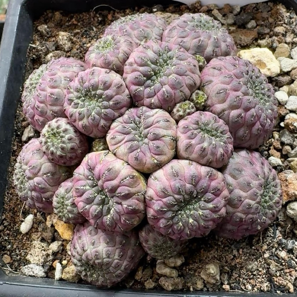 🌷Lithops Conophytum Haworthia Cactus ไม้อวบน้ำทุกชนิด ไม้โขด ไม้เเปลก ไม้หายาก🌿