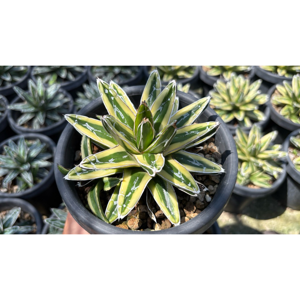 Agave victoriae reginae kizen