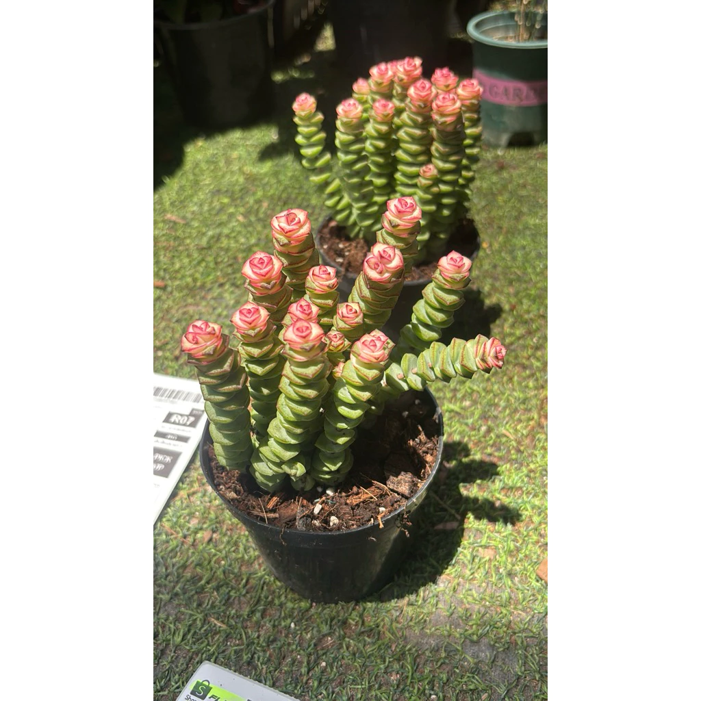 รอบใหม่พร้อมส่ง14-8-26 ขนาด3นิ้ว 5-10ต้น Crassula Baby necklace. #สปริงชมพู #หนอนสปริงน่ารักแน่นๆๆ4นิ้ว☀️ยิ่งสีออก