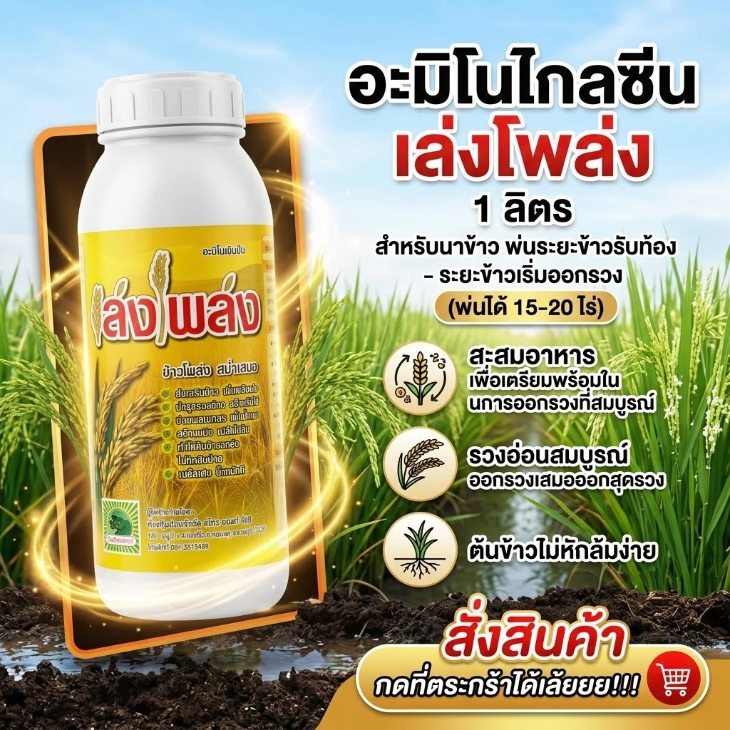 ฮอร์โมนนาข้าวลมเบ่ง เล่งโพล่ง บรรจุ1 ลิตร พ่นข้าวระยะรับท้อง-กลัดหางปลาทู ออกรวงเสมอ ข้าวไม่หักล้มง่าย เมล็ดเต่งเมล็ดใส