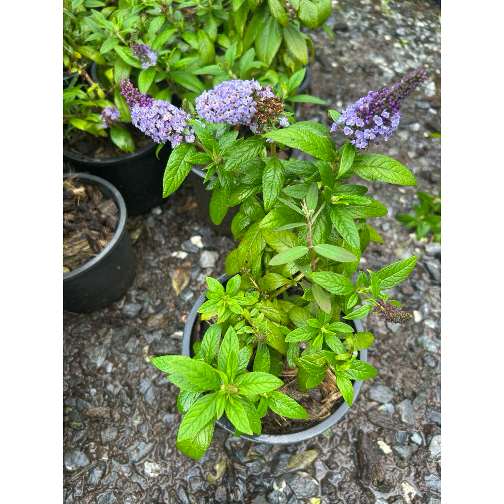 ราชาวดีม่วงพันธุ์แคระญี่ปุ่นButterflyBush