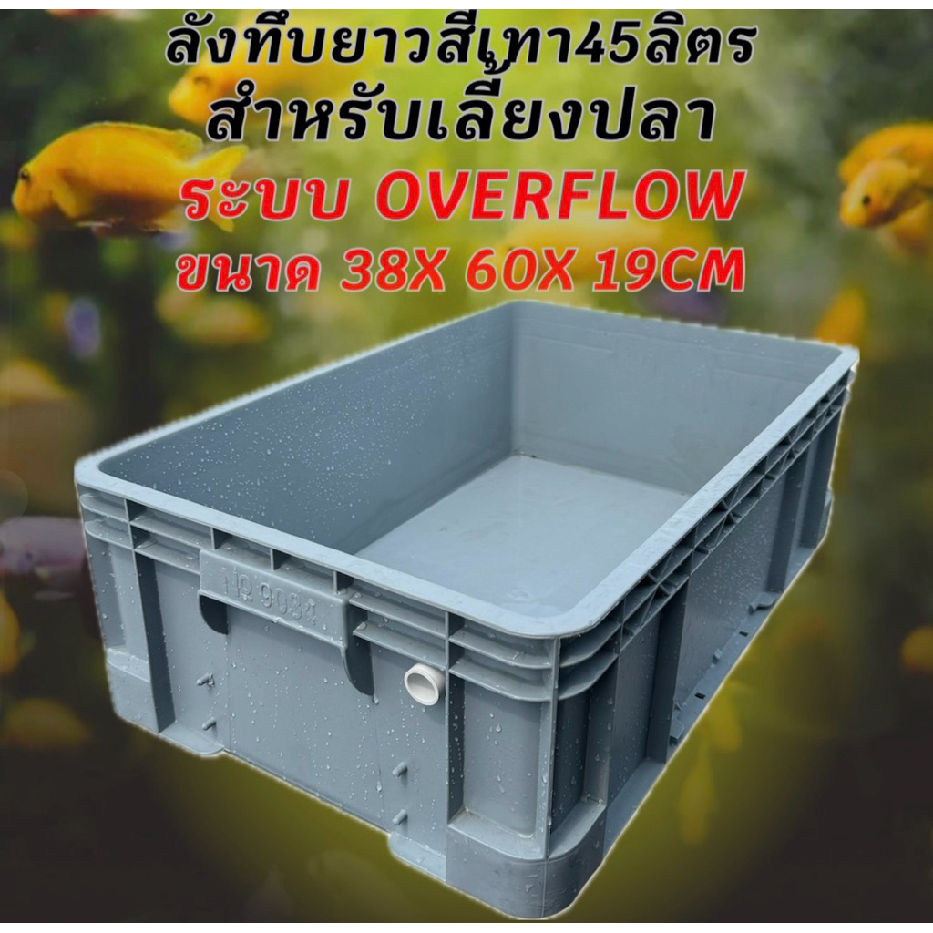 ลังพลาสติกแบบยาวทึบสีเทา ท่อสีขาว ระบบover flow สำหรับเลี้ยงปลา อ่างเลี้ยงปลา กะบะเลี้ยงปลา อ่างปลาบอลลูน อ่างปลาเมกาดะ