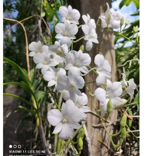กล้วยไม้​หวายสีขาวสามปาก​ ดอกน่ารัก​มาก น่าสะสม​