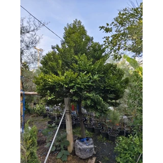 ต้นล่ำซำสูง1.6-เมตร🌲 อ่านความสูงให้ชัดเจนก่อนสั่ง