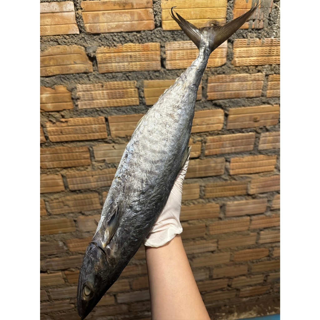 อินทรีหอมดองเรือ ขนาด 200-300 กรัม ตัวละ 300 บาท