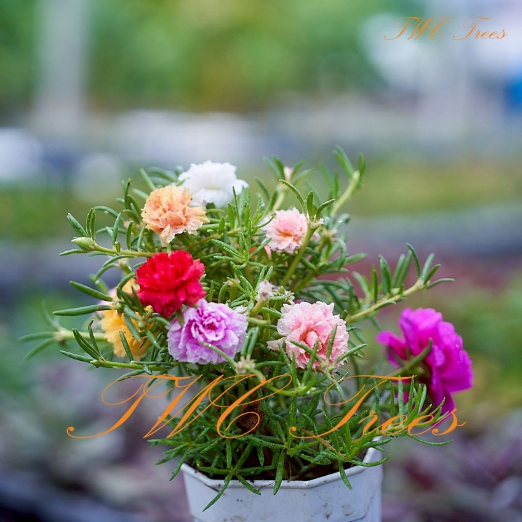 กิ่งตัดสดแพรเซี่ยงไฮ้ ส่งแบบตัดสด (ส่ง4กิ่งขึ้นไป สั่ง5แถม1) มีหลายสีหากมีสีในใจส่งรูปมาสอบถามทาง inbox ได้ค่ะ
