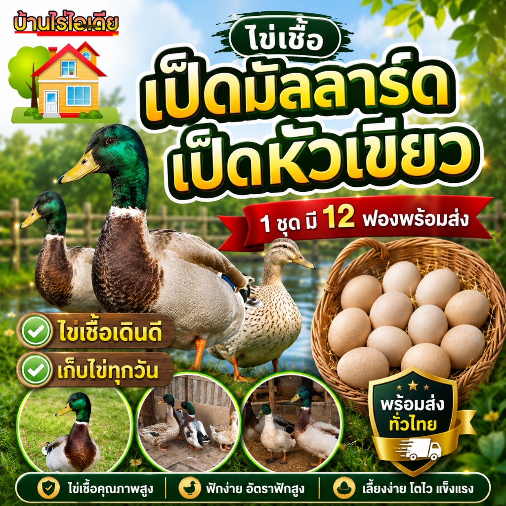 ไข่เชื้อเป็ดมัลลาร์ด เป็ดหัวเขียว สำหรับการฟัก 12 ฟอง