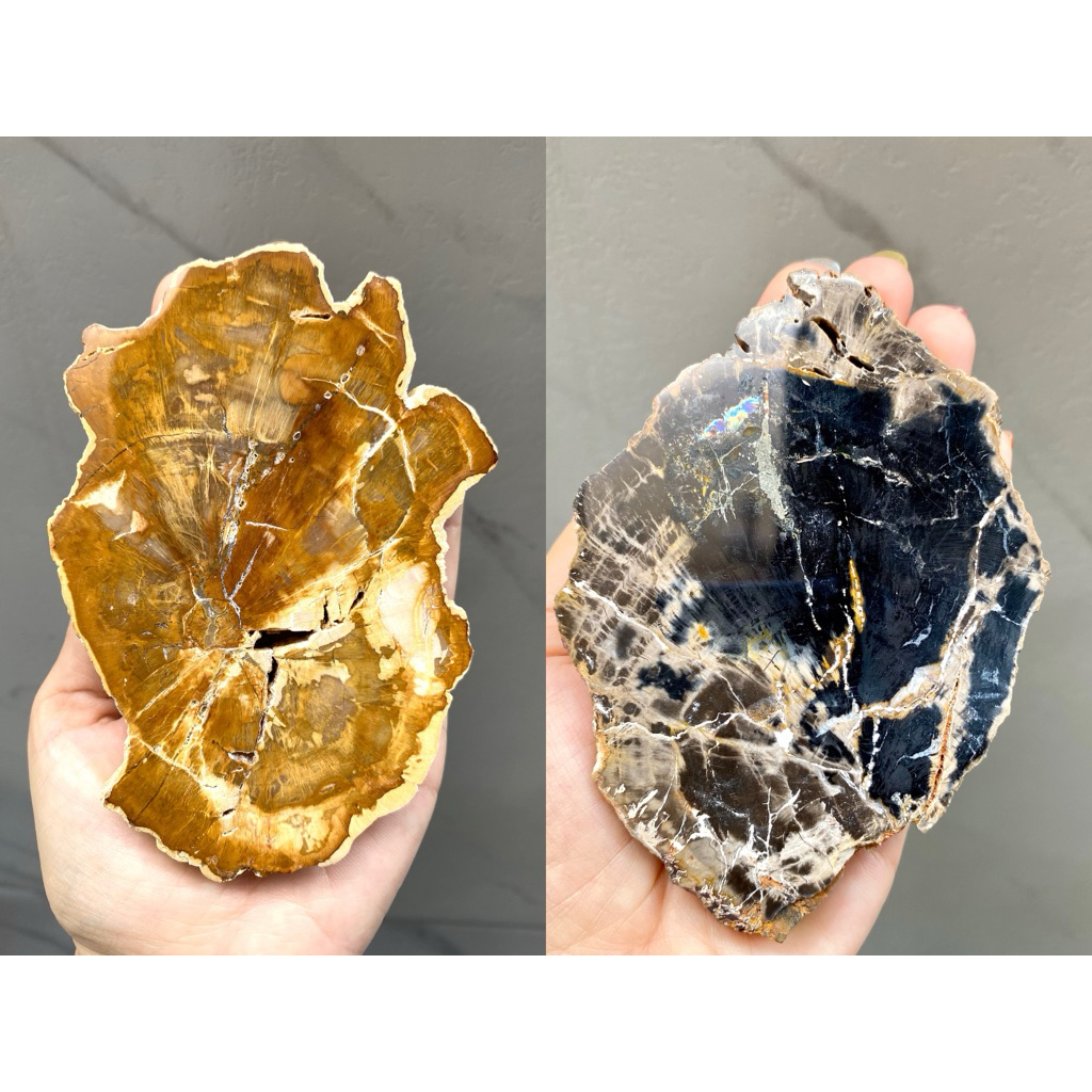 💛🖤ไม้กลายเป็นหิน (Petrified Wood)💛🖤 “หินแห่งความมั่นคง มั่งคั่ง ยั่งยืน”