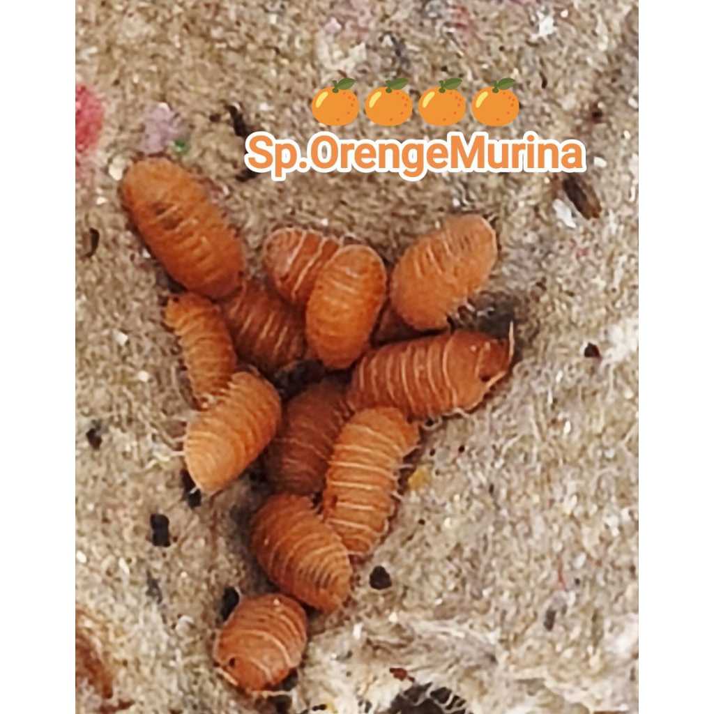 ชุดอาหารสัตว์SP.OrengeMurina1set3ต.