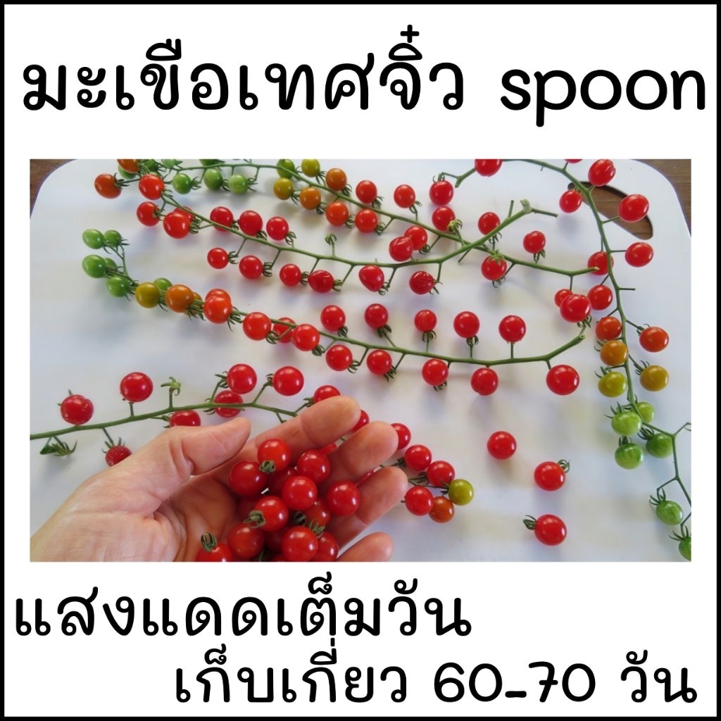 เมล็ดปลูกต่อได้ บรรจุ 15 เมล็ด มะเขือเทศเล็กที่สุดในโลก จิ๋วspoon (ช้อนชาสีแดง) Spoon tomato.