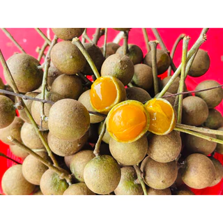 ตะคร้อป่า(หมากค้อเปี้ยว)1กิโล 59฿