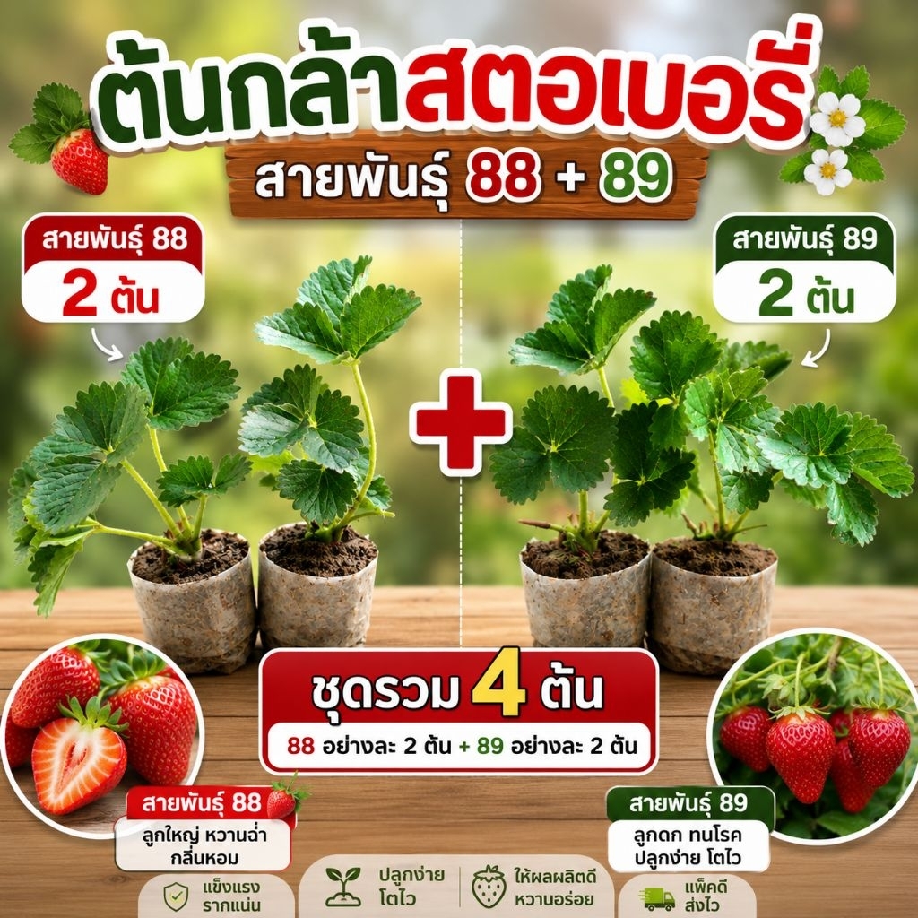 ต้นกล้าสตอเบอรี่เซ็ตคู่สุดคุ้ม สตรอว์เบอร์รี่ ( 88 + 89 อย่างละ 2 ต้น)