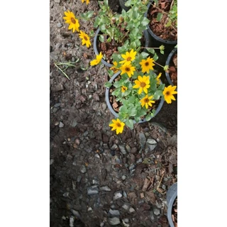 🌻 ทานตะวันญี่ปุ่น ซันเมซิ่ง (Sunmazing) 🌻ไม้ดอกพุ่มเตี้ยที่โดดเด่น กระถาง6นิ้ว