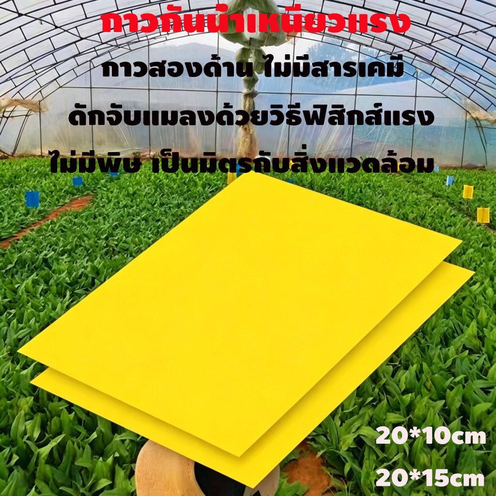 แผ่นกาวดักแมลงสีเหลือง 2 หน้า กาวเหนียวพิเศษ ขนาด 20x10/20x15 ซม. แพ็คละ 20-200 แผ่น ทนแดดทนฝน