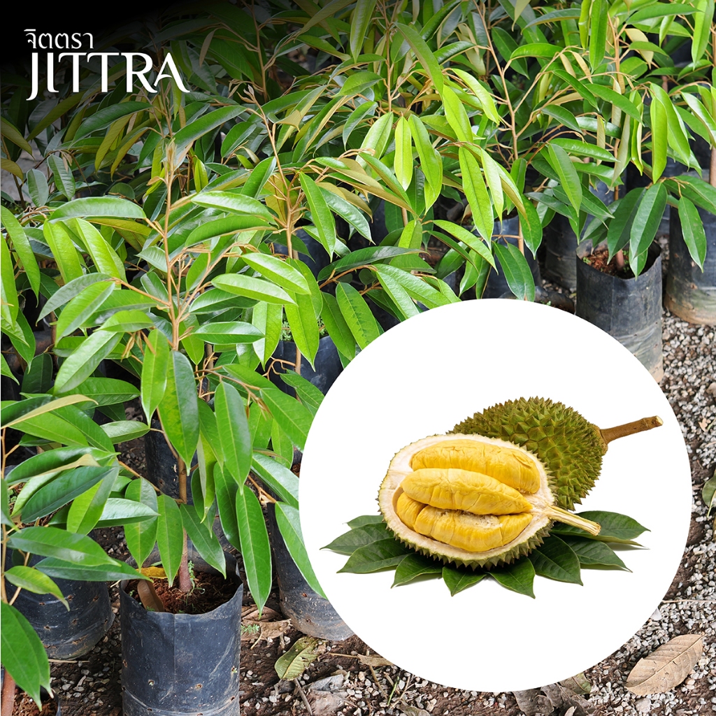 จิตตรา ต้นพันธุ์ทุเรียนมูซังคิง (Musang King) เสียบยอดสูง 60-80 ซม. โตไว ให้ผลเร็ว พร้อมส่ง เคลมฟรี
