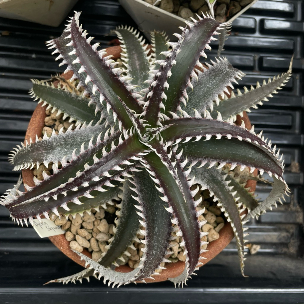 [ขายต้นนี้เลย]Dyckia Skywalker ขายกระถางละ@ 850 บาท