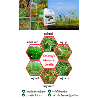 🌿 WEEDOUT นวัตกรรมเกษตรสีเขียว ขนาด 1,000ml. ส่งฟรี ของแท้ ดูแลแปลงปลูกอย่างมีประสิทธิภาพ ลดภาระการกำจัดหญ้า