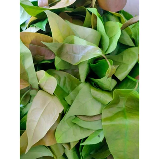 🌱ผักเหลียงสด ใบเหลียงอ่อน 🌱 คัดใบเก็บใหม่ทุกวัน ส่งตรงจากชุมพร ผักเหลียงออร์แกนิก ปลอดสารพิษเคมี 100 %