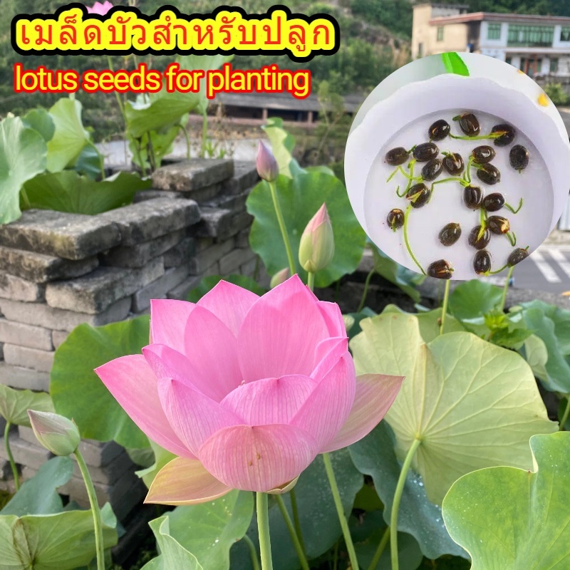 เมล็ดบัวสำหรับปลูก บรรจุ 15 เมล็ดต่อซอง หลายสีดอก สามารถปลูกด้วยน้ำได้ ไม่ต้องใช้บ่อขนาดใหญ่ เหมาะปลูกอ่าง กระถางตกแต่งร