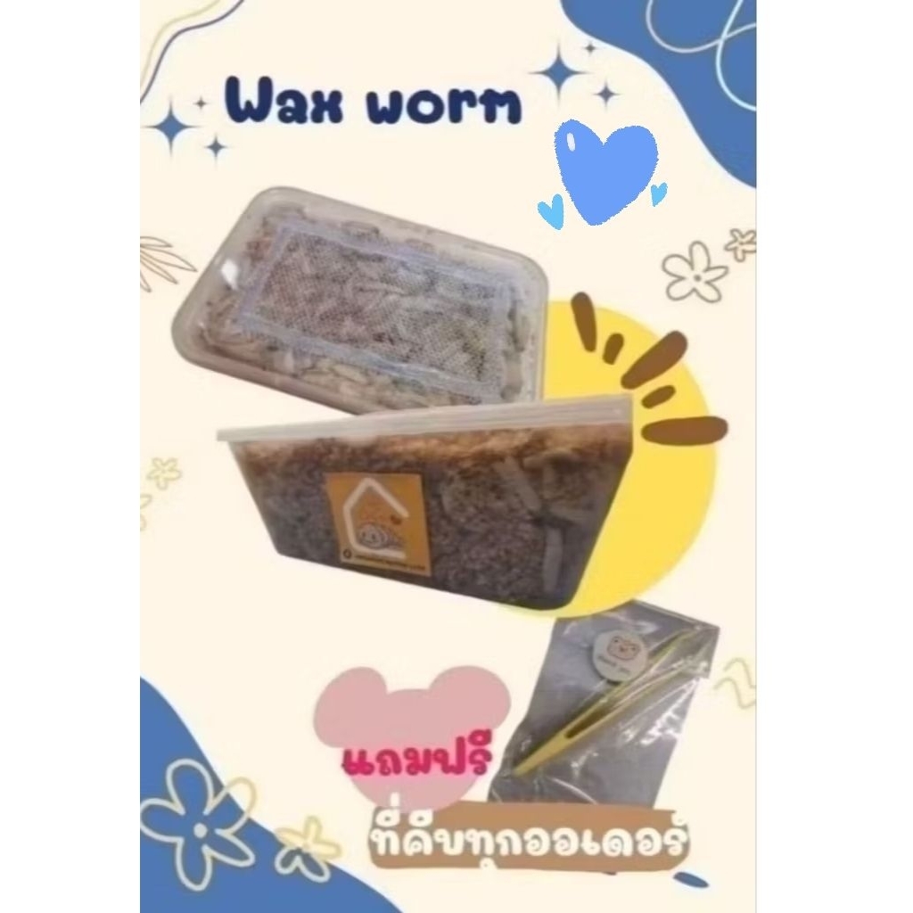 **ขนาดพร้อมให้สัตว์เลี้ยงทาน*** ไม่ต้องรอโต หนอ น แว๊กซ์  หนอ น wax wor m wax ไม่มีสารเร่งโต ไม่ผสมอาหารสัตว์