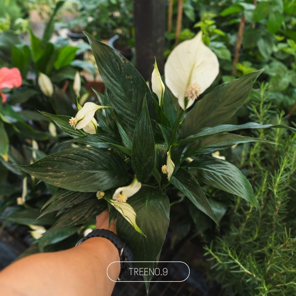 Treeno.9 เดหลี สูง 30-60 ซม. กระถาง 4.5 นิ้ว Peace Lily ไม้ประดับ ดอกสวยสีขาว ใบเขียว ช่วยฟอกอากาศ ปลูกในห้องนอนได้