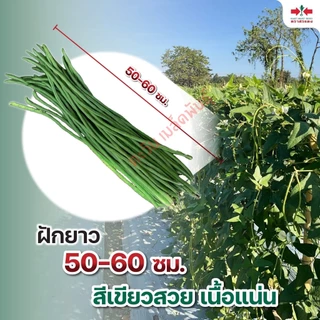 ถั่วฝักยาว เขียวดกเกษตร เมล็ดพันธุ์ ตราศรแดง บรรจุ 500กรัม