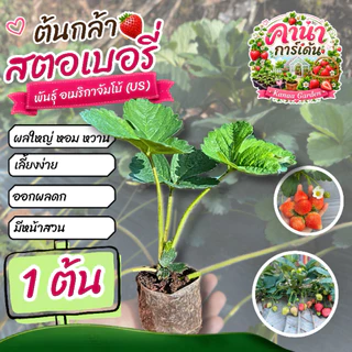 ต้นกล้าสตรอเบอรี่พันธุ์อเมริกันจัมโบ้(US)/พร้อมจัดส่ง