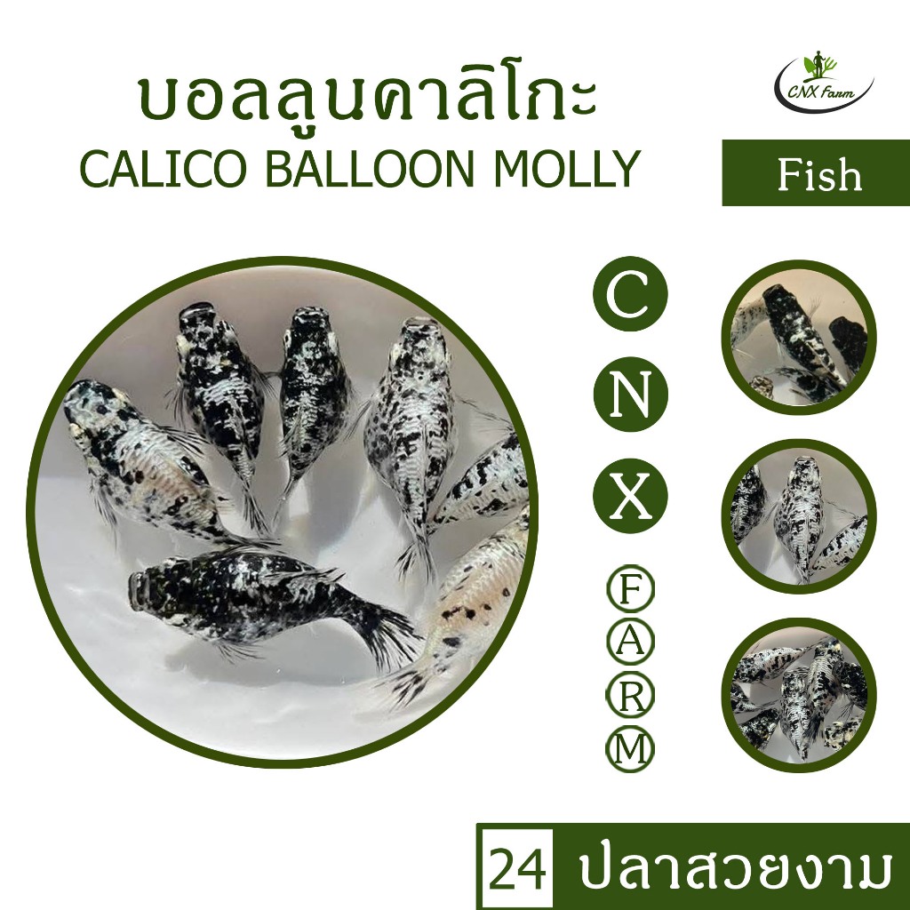 อาหารปลาบอลลูนคาลิโกะ Calico Balloon Molly