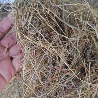 หญ้าแพงโกล่าแห้ง 1kg สำหรับสัตว์เลี้ยง