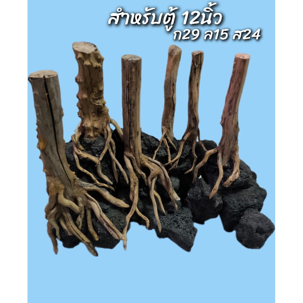 Layout ตู้ปลา แนวป่า