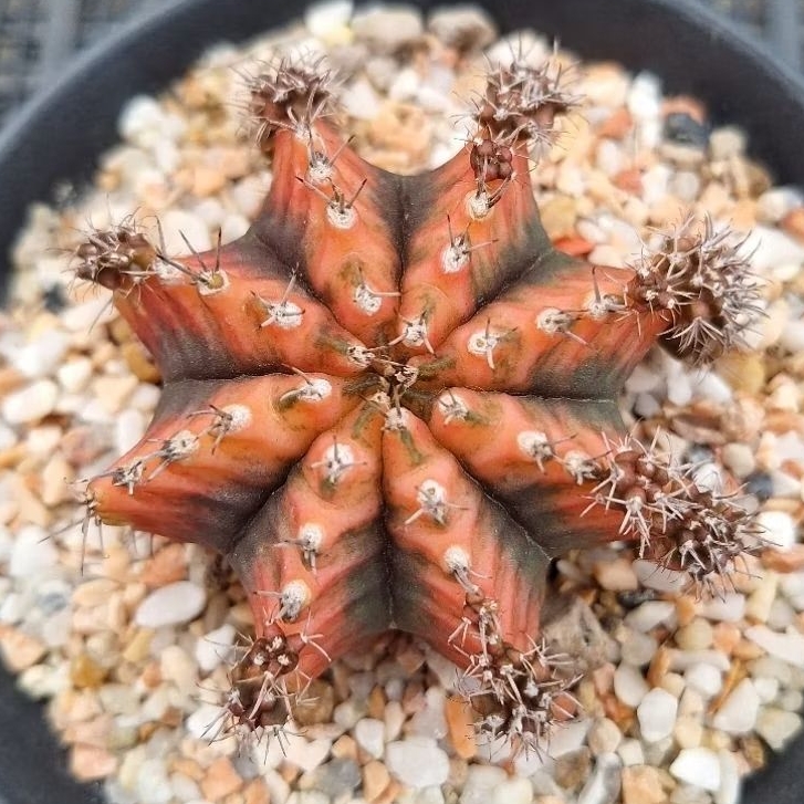 กระบองเพชร แคคตัส (Cactus) ยิมโนด่าง ไม้ชำหน่อ มัลติคัลเลอร์ (Multicolour)  จัดส่งแบบถอดกระถาง ลักษณะตามภาพ