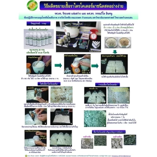 หัวเชื้อไตรโคเดอร์มา ไตรโคเดอร์ม่า​ ราเขียว​ รักษาโรค​พืช​