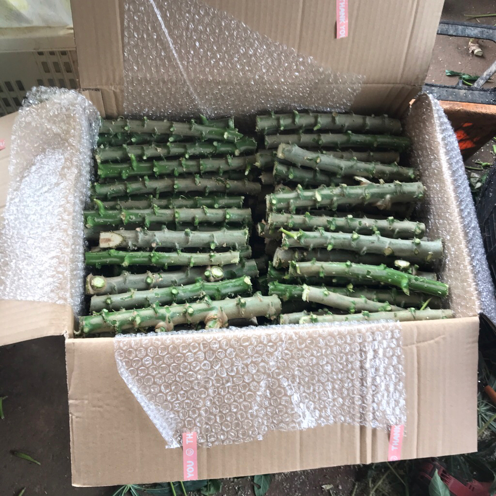 มันสำปะหลังพันธ์ุห้วยบง100 จำนวน 200ท่อน  แช่น้ำยาเร่ง
