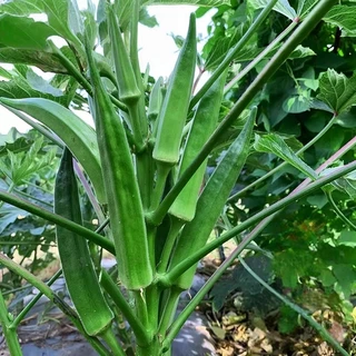 เมล็ดพันธุ์กระเจี๊ยบเขียว 20 เมล็ด งอกเร็ว โตไว ปลูกง่ายในดินทั่วไป vegetable seeds OKRA SEEDS