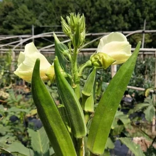 เมล็ดพันธุ์กระเจี๊ยบเขียว 20 เมล็ด งอกเร็ว โตไว ปลูกง่ายในดินทั่วไป vegetable seeds OKRA SEEDS