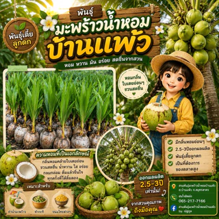 มะพร้าวน้ำหอมบ้านแพ้วต้นเตี้ย ลูกดก เจ้าของสวนขายเอง