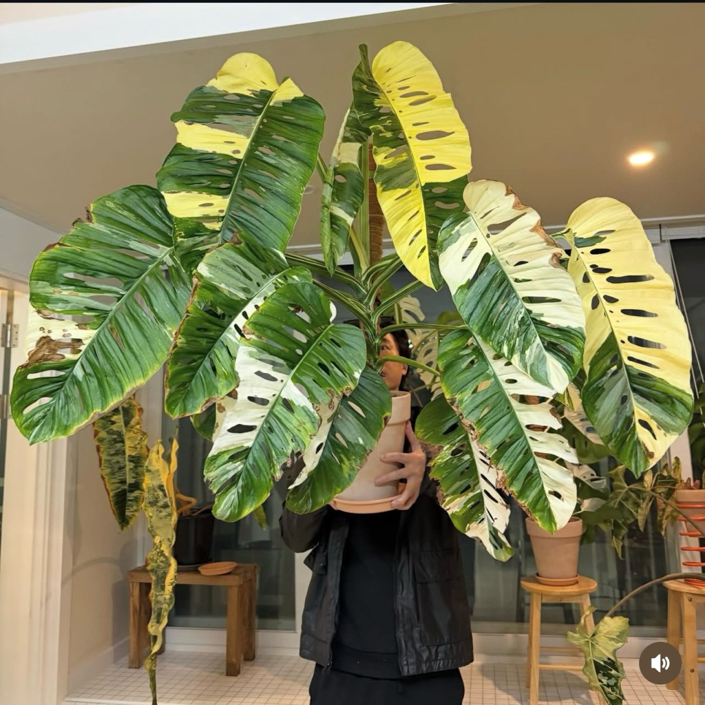 พลูฉลุด่างขาว monstera adansonii albo variegated