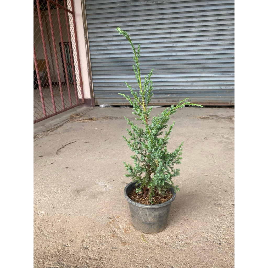 ต้นสนมังกรฟ้า หรือต้นสนบลูแอลป์ (Blue Alps Juniper) ฟอร์มสูงประมาณ 20-30 เซนติเมตร