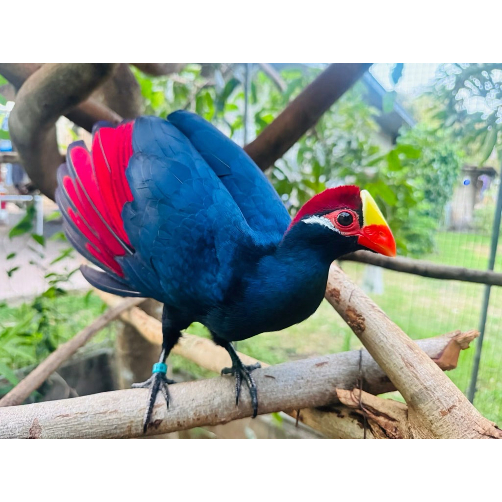 ไข่เชื้อนกไวโอเลต นกสวยงาม ตระกูลไก่นา ไก่ป่า สำหรับฟัก