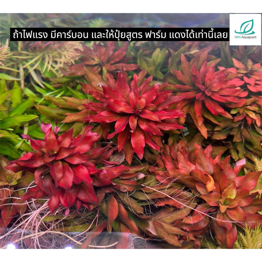 [MIN] ปิโลซ่าใบแหลม ludwigia sphaerocarpa pilosa ไม้น้ำ ไม้ข้อสีแดง โตช้าใครๆก็ชอบ