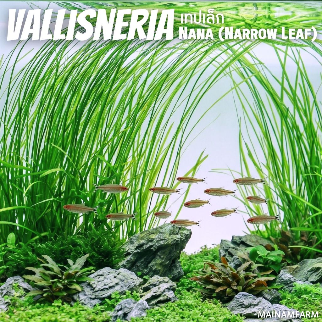 เทปเล็ก ใบน้ำ ไม้หลังตู้ ไม่ต้องการ co2 เลี้ยงง่าย - VALLISNERIA NANA (NARROW LEAF) ต้นไม้น้ำ