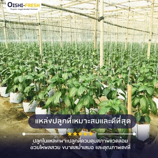 🛒Oishi-Fresh 🫑พริกหวาน ปลอดสารพิษ 1 กก. รสชาติกรอบ สด ใหม่ ใยอาหารสูง หวานออร์แกนิค เคลมได้ 1-2 วัน