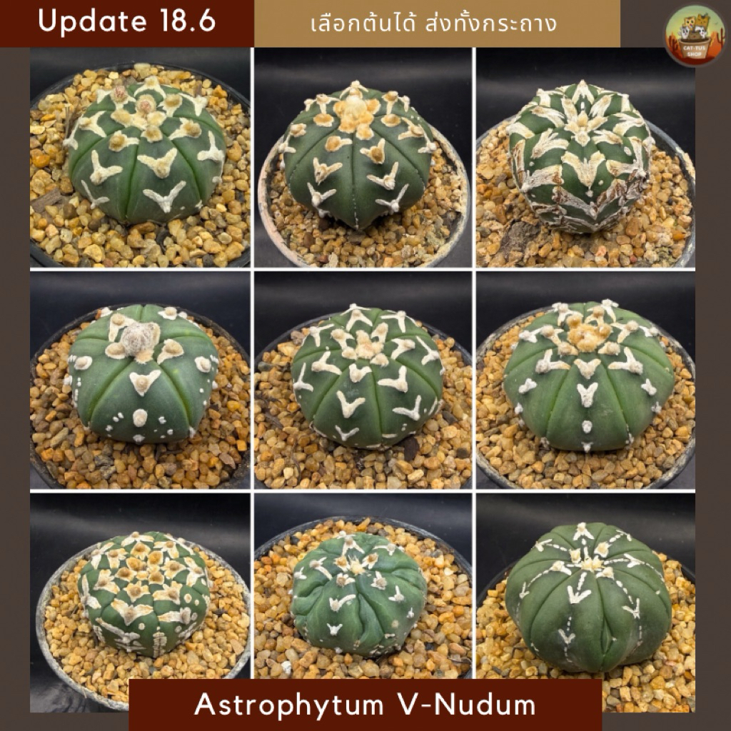 [ Update 18.6 ] Astrophytum Super kabuto V-Nudum แอสโตรวีนูดัม วีลายหนา  Cactus กระบองเพชร (ส่งทั้งกระถาง
