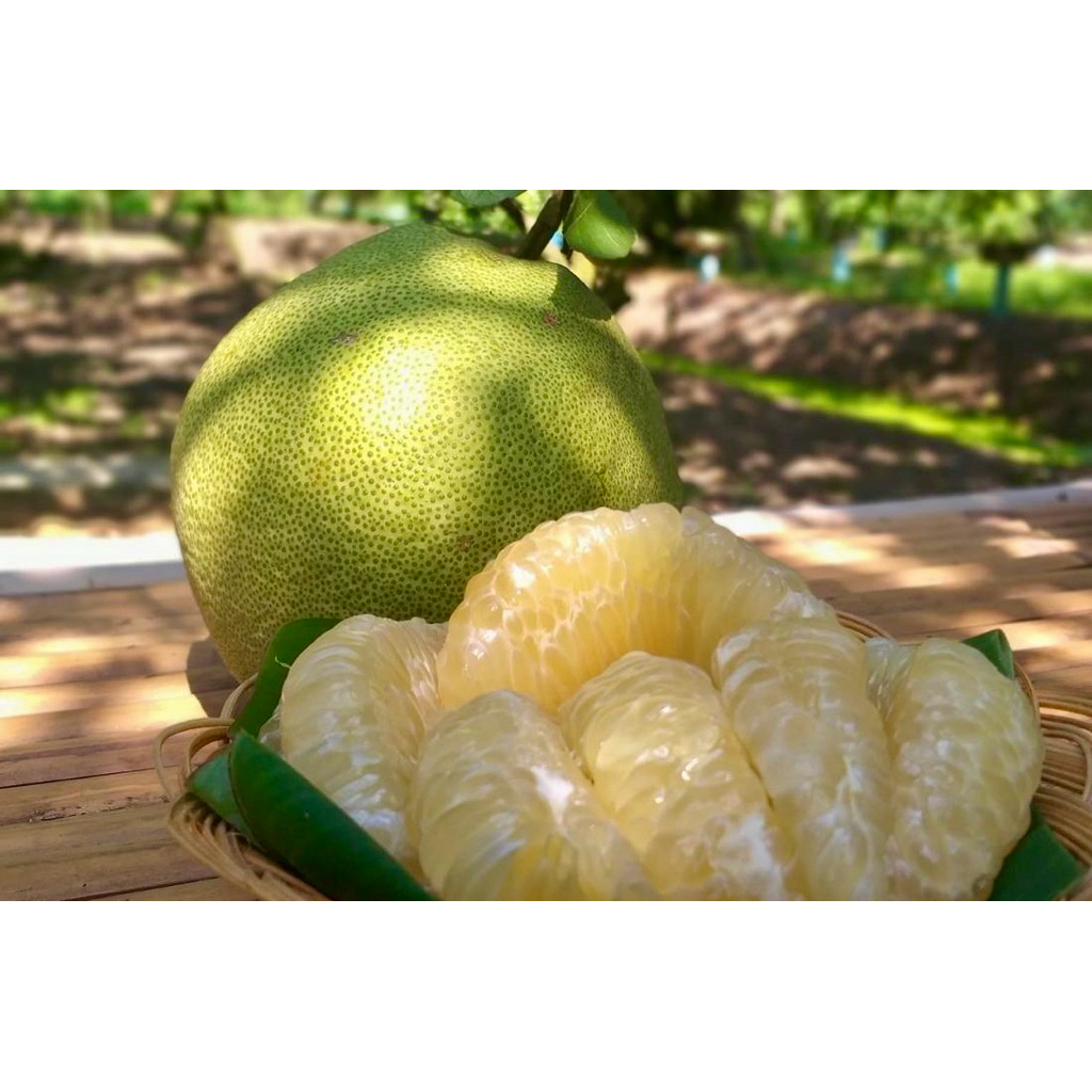 ส้มโอสวนตาส่อง พันธุ์ขาวใหญ่ของดีอำเภอเวียงแก่นจังหวัดเชียงรายรสชาติหวานกรอบหอมอร่อย1กล่องน้ำหนัก4.5-6กิโลกรัม
