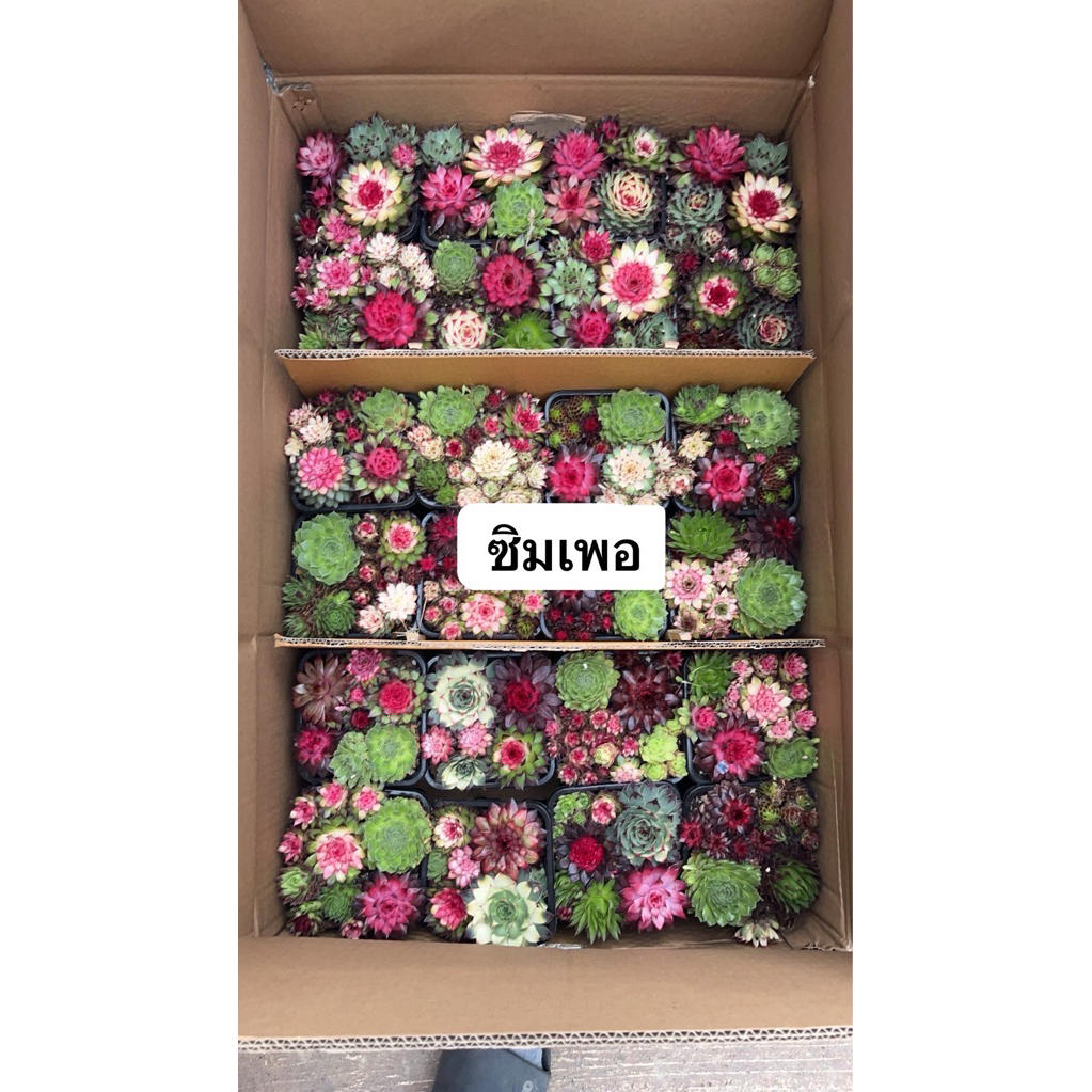 พร้อมส่งแซมเพอร์ ขนาด 5x5ไม้อวบน้ำ  📌ไม้อวบน้ำ คละสายพันธุ์