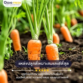 🚨ส่งด่วน🥢ร้านอาหาร🥕แครอท ปลอดสารพิษ 10 กก. ผักร้านอาหาร ผักยกลัง ผักราคาส่ง ผักชาบู ผักโรงแรม ส่ง 24 ชม.