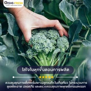 🛒Oishi-Fresh🥬บล็อคโคลี่ ปลอดสารพิษ 1 กก. รสชาติกรอบ สด ใหม่ ใยอาหารสูง หวานออร์แกนิค ผัก เคลมได้ 1-2 วัน